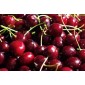 Cerise