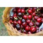 Cerise