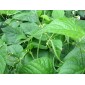 Haricot vert par 500g