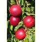 Nectarine au kg