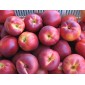 Nectarine au kg
