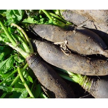 Navet noir dit de Pardailhan