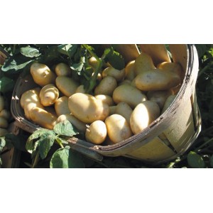 Pomme de terre nouvelle au kg