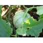 MELON 
