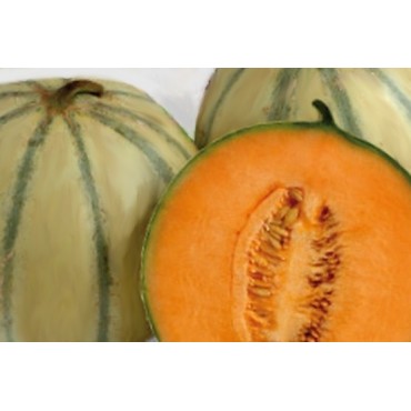 MELON à la pièce