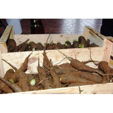 NAVET NOIR DU PARDAILHAN