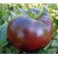 TOMATES ANCIENNES