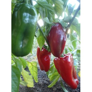 poivrons rouges