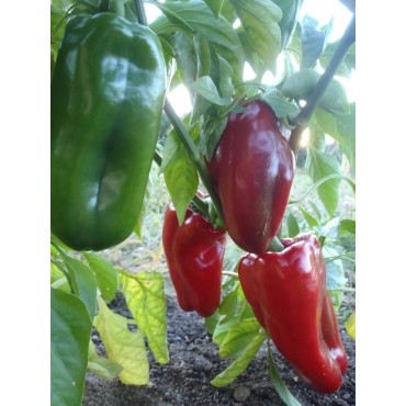 poivrons rouges