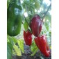 poivrons rouges