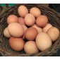 12 œufs frais de Puissalicon